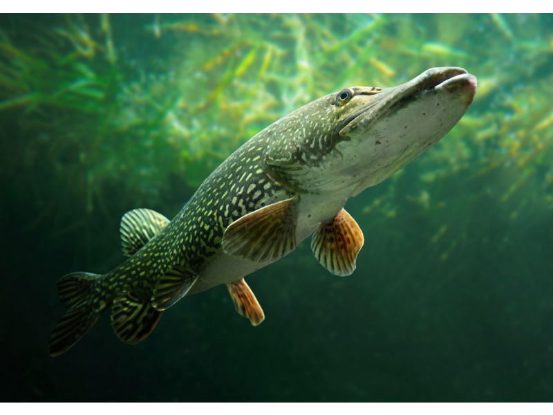 faune brochet lac